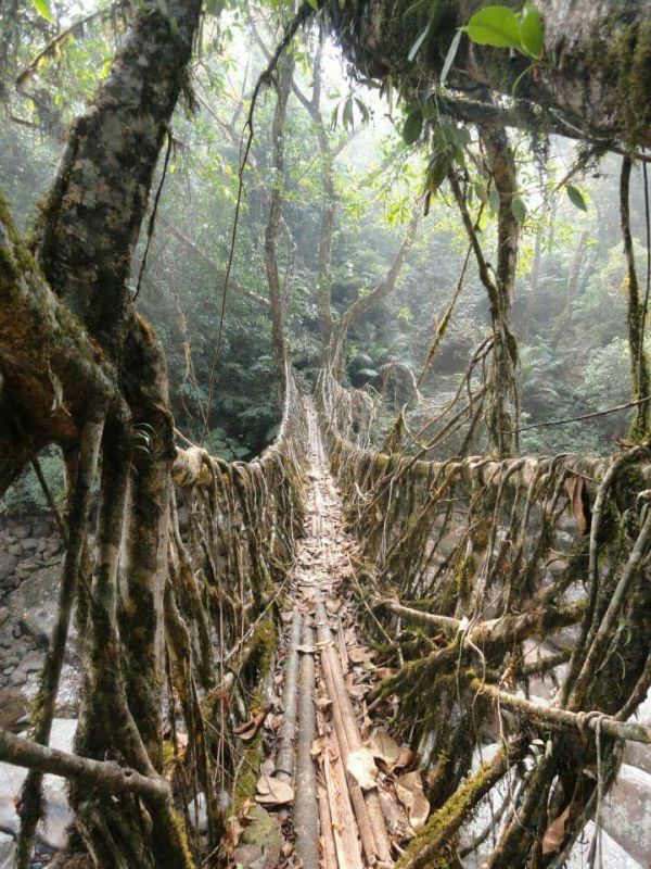 This may contain: a wooden bridge in the middle of a forest with lots of trees growing over it