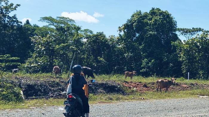 HEWAN TERNAK BERKELIARAN - Hewan ternak di Jalan Padat Karya, Desa Sebawang, Kecamatan Sesayap, Kabupaten Tana Tidung, Kaltara, gambar diambil Rabu (3/12/2025). Hewan ternak yang berkeliaran bebas menjadi atensi Pemkab Tana Tidung karena ganggu trantibum.
