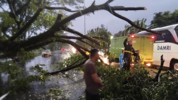 Pohon_Tumbang_Mandalle_21022026