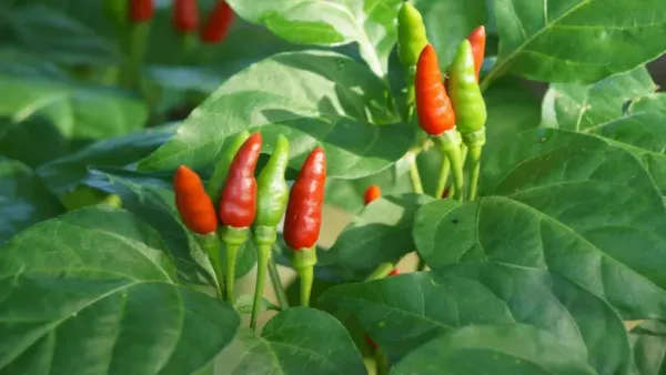 green and red chilies on plant
