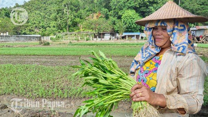 Kondisi petani sayur terdampak banjir di Kelurahan Wahno, Distrik Abepura, Kota Jayapura, Papua, Selasa (11/1/2022).