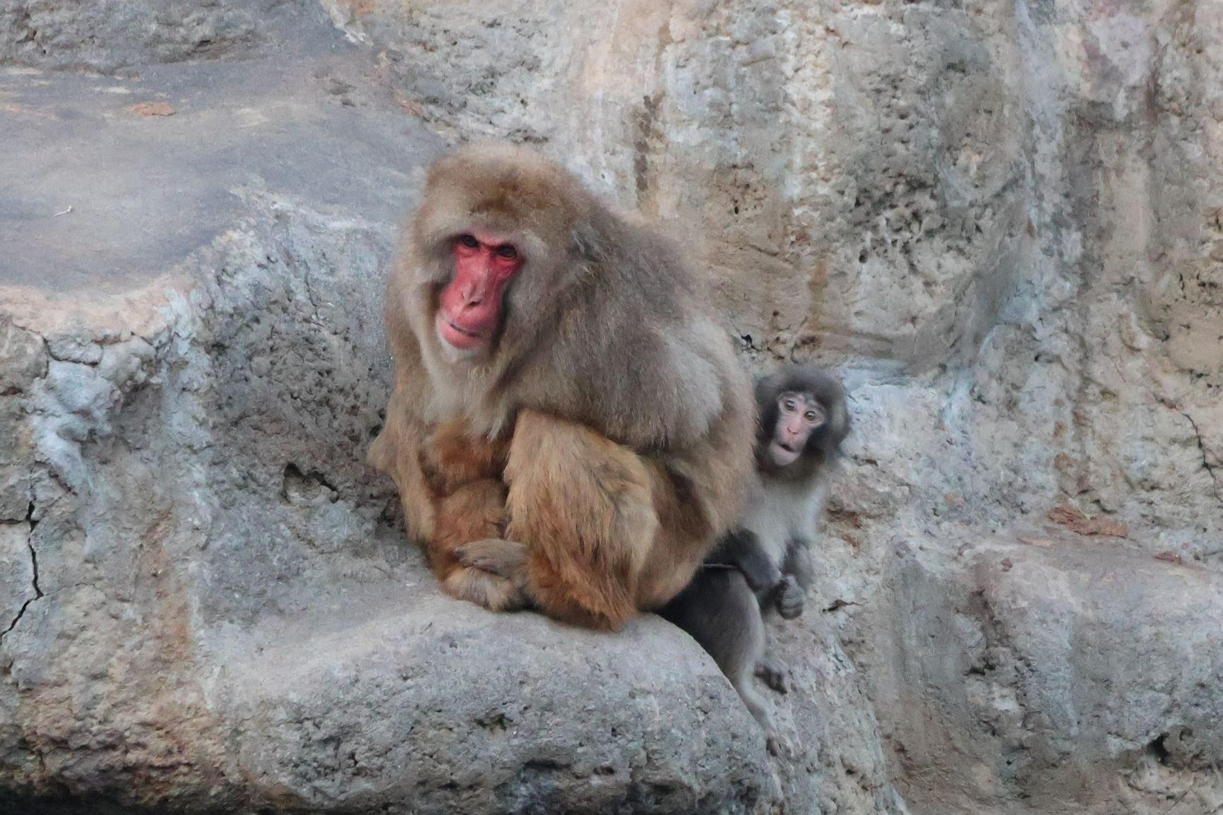 VIRAL DI JEPANG - Potret Punch dan monyet lain yang dibagikan kebun binatang Ichikawa pada 23 Februari 2026. (X @ichikawa_zoo)