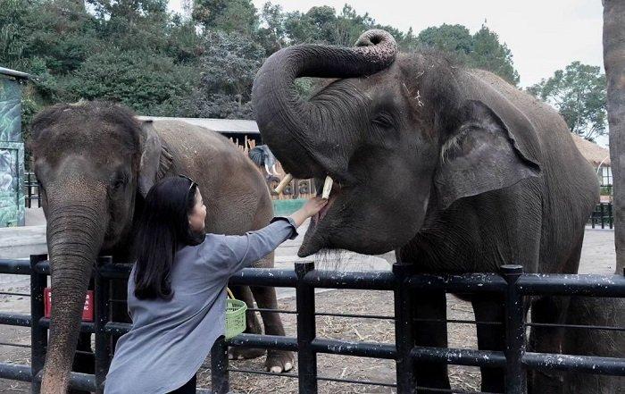 Pengunjung Lembang Park & Zoo yang merupakan salah satu tempat wisata populer di Kabupaten Bandung, Jawa Barat.