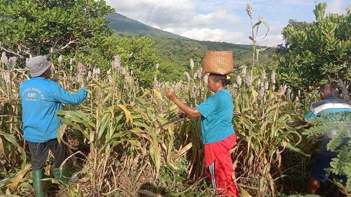 Perayaan panen di salah satu kebun menandai keberhasilan ini. Kelompok Tani Sorgum Ile Nogo Desa Wuakerong Kecamatan Nagawutung Kabupaten Lembata kembali membuktikan mereka tidak salah memilih sorgum.