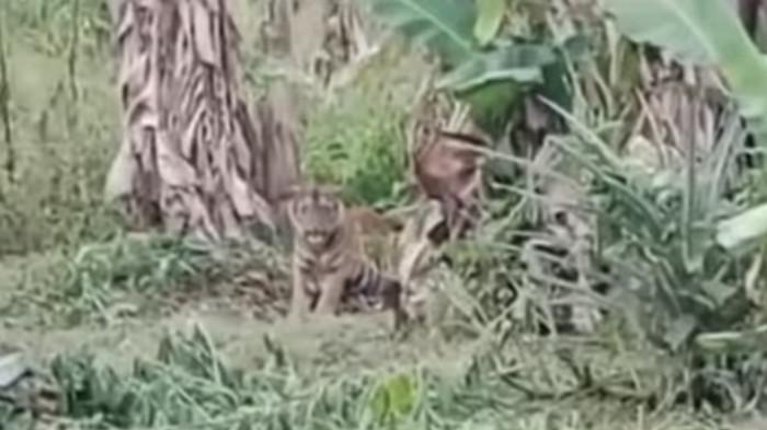 KEMUNCULAN HARIMAU SUMATERA- Penampakan harimau sumatera yang muncul di perkebunan warga, Nagari Pasia Laweh, Kecamatan Palupuh, Kabupaten Agam, Kamis (26/2/2026).