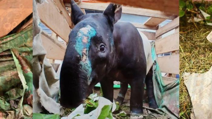 JUAL BELI SATWA - Operasi gabungan jual beli satwa liar dilindungi oleh BKSDA Sumbar, Polhut KPHL Pasaman Unit 1 dan COP di Nagari Pintu Padang, Kecamatan Mapat Tunggul, Kabupaten Pasaman, Kamis (26/2/2026) sekira pukul 03:04 WIB. Kepala Resort Pasaman BKSDA Sumbar, Edi Susilo sebut dalam operasi tersebut, dua orang terduga pelaku beserta barang bukti diamankan.