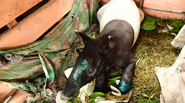 JUAL BELI SATWA - Operasi gabungan jual beli satwa liar dilindungi oleh BKSDA Sumbar, Polhut KPHL Pasaman Unit 1 dan COP di Nagari Pintu Padang, Kecamatan Mapat Tunggul, Kabupaten Pasaman, Kamis (26/2/2026) sekira pukul 03:04 WIB. Kepala Resort Pasaman BKSDA Sumbar, Edi Susilo sebut dalam operasi tersebut, dua orang terduga pelaku beserta barang bukti diamankan.