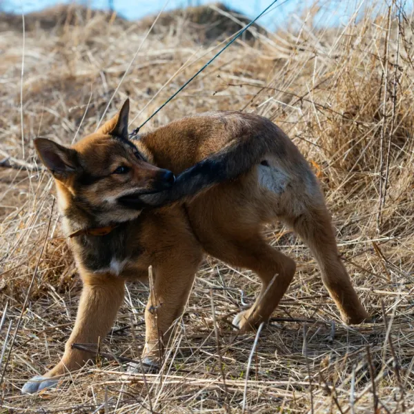 dog chasing his tail because he is trying to tell his owner something important