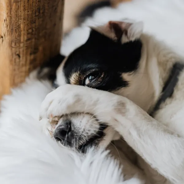 anxious dog hiding his eyes
