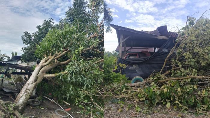 PUTING BELIUANG - Rumah warga hingga pohon tumbang akibat angin puting beliung di Desa Kayu Calla, Kecamatan Karossa, Kabupaten Mamuju Tengah, Sulawesi Barat, Sabtu (26/7/2025) malam. BPBD mencatat 40 rumah terdampak, empat rusak beras.