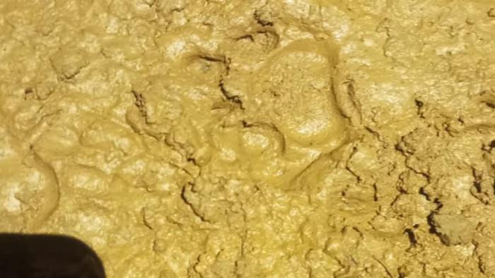 JEJAK MACAN TUTUL - Jejak yang diduga kuat sebagai tapak kaki macan tutul tampak jelas di permukaan tanah berlumpur di Kecamatan Tawangmangu, Kabupaten Karanganyar,  Minggu (1/3/2026). Beberapa kali dalam sepekan terakhir, macan tutul kembali turun dari lereng Gunung Lawu ke permukiman warga di Kecamatan Tawangmangu, Kabupaten Karanganyar. Hewan buas itu dilaporkan memangsa sejumlah ayam peliharaan dan bahkan terlihat langsung oleh warga di Desa Sepanjang.