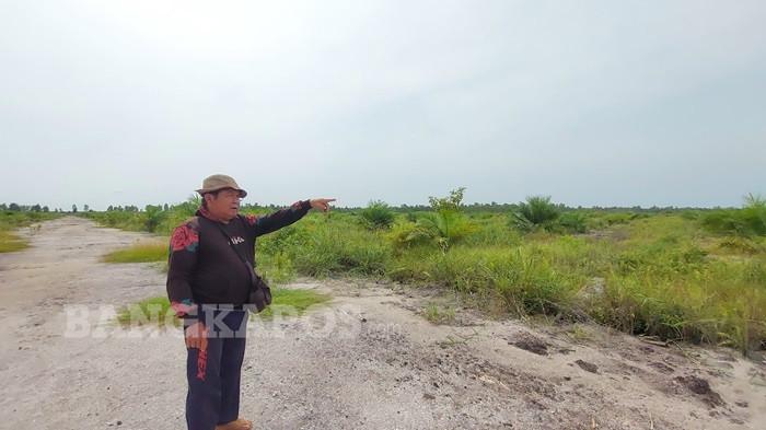 Alih Fungsi Lahan - Keranai (55) ketika menunjukkan barang sawit yang ditanam dilahan sawah di Desa Serdang, Rabu (4/3/2026). Total lahan seluas 50 hektare yang merupakan lahan pertanian pangan berkelanjutan kini menjadi perkebunan kelapa sawit. (Bangkapos.com/Cepi Marlianto)