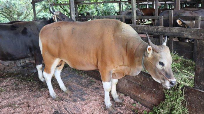 WAJIB LAPOR - Kondisi sapi ternak di Bulungan, Kalimantan Utara. Setiap pelaku usaha di Kalimantan Utara kini wajib melaporkan rencana distribusi ternak sebelum masuk ke wilayah Kaltara. Langkah ini diambil untuk menjaga pasokan tetap aman dan harga daging stabil.