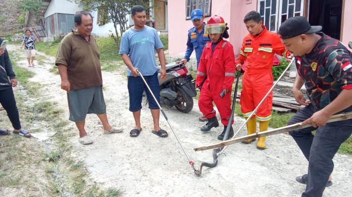 COBRA -- Momen personel Damkar Kota Gorontalo evakuasi ular Cobra dari rumah warga, Selasa (3/3/2026).