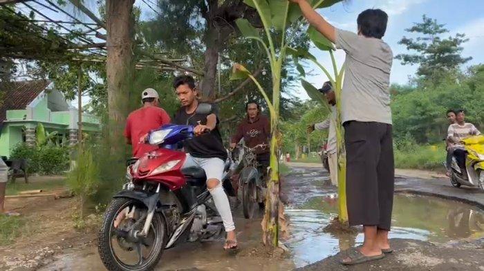 Warga saat menanam pohon pisang di jalanan berlubang di Desa Panyindangan Kulon, Kecamatan Sindang, Kabupaten Indramayu, Selasa (19/3/2024). 