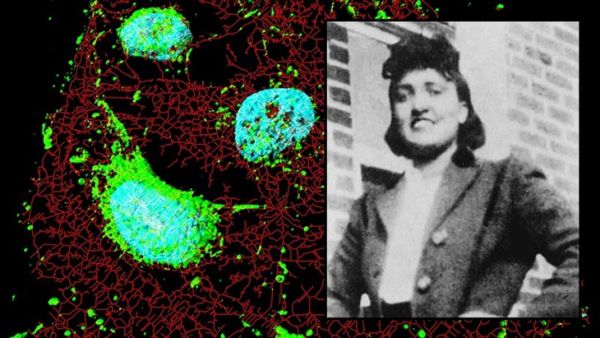 tế bào - Ảnh 1.