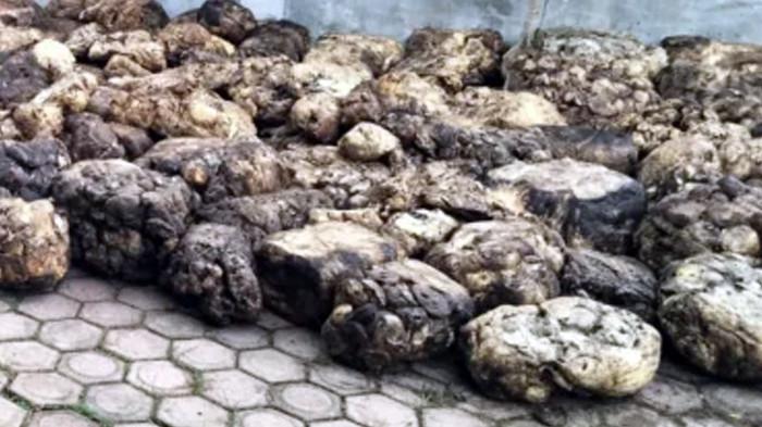 GETAH KARET: Gudang penapungan getah karet yang diduga hasil curian di salah satu lokasi di Nagori Dolok Maraja, Kecamatan Tapian Dolok, Kabupaten Simalungun, Sumatera Utara.