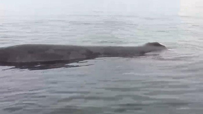 Paus Terdampar - Seekor paus berukuran besar ditemukan terdampar di perairan Mamuju, tepatnya di sebelah barat Pulau Karampuang, pada Jumat (31/1/2025) pagi. Paus terjebak berusaha berenang membuat badannya luka-luka.