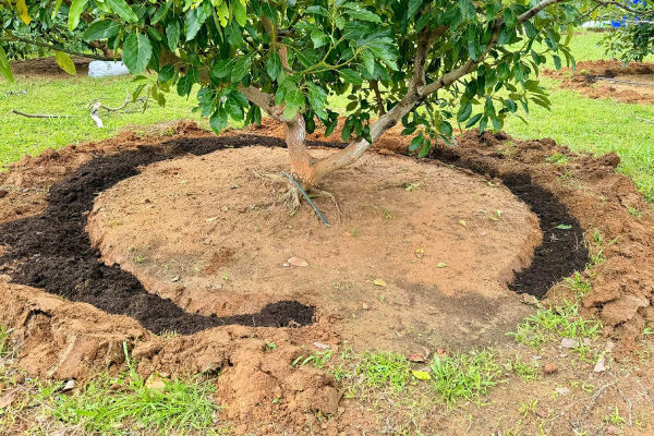 ใช้ไบโอชาร์ ฝังรอบโคนต้น