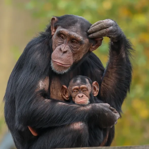 chimpanzee with baby obsessed with crystals