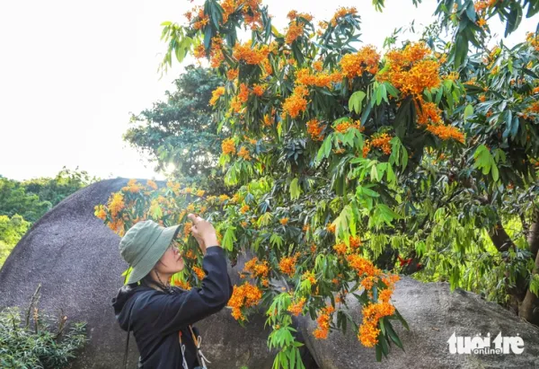 Đà Nẵng - Ảnh 2.