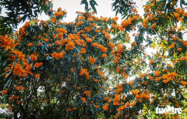 Hoa rì rừng bung nở, vẽ 'suối hoa' giữa núi rừng Đà Nẵng - Ảnh 10.