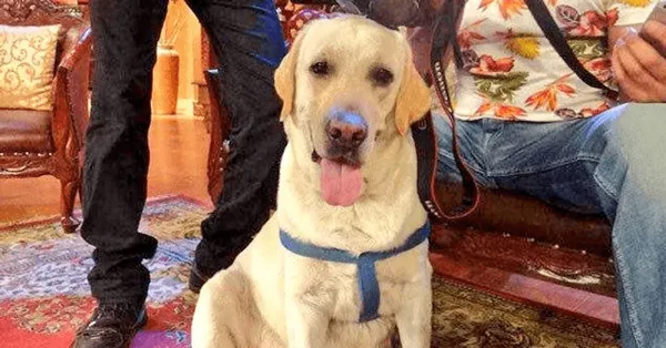 Zanjeer the Bomb Detection Dog Hero Who Saved Mumbai Lives | GreaterGood