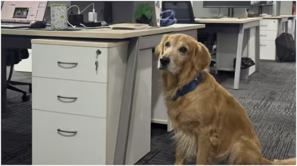 Meet Denver: Hyderabad tech firm's new chief happiness officer is a golden  retriever