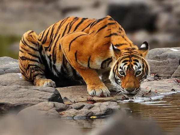 Queen Mother: Legacy of legendary tigress Machli thrives in Ranthambhore
