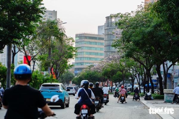 Hoa kèn hồng - Ảnh 1.