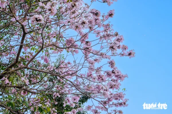 Hoa kèn hồng nở rộ tại nhiều tuyến đường ở TP.HCM - Ảnh 3.