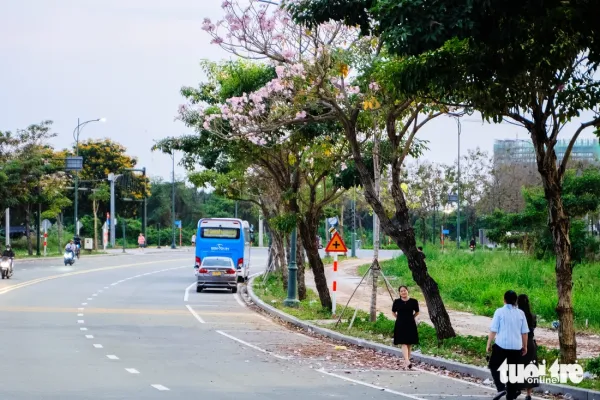 Hoa kèn hồng nở rộ tại nhiều tuyến đường ở TP.HCM - Ảnh 10.