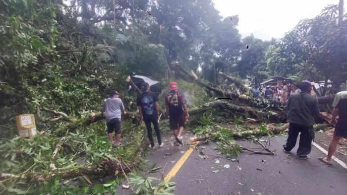 POHON ROBOH - Sebuah pohon tumbang di Jalan Tomohon–Manado, tepatnya di Kelurahan Tinoor, Kecamatan Tomohon Utara, Kota Tomohon, Sulawesi Utara, Rabu (11/3/2026) sore