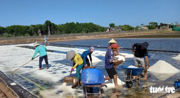 Vĩnh Long: Hơn 28.000 tấn muối bị thiệt hại do mưa trái mùa - Ảnh 2.