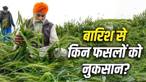 Rain Impact: How much benefit and loss to crops due to unseasonal rain?