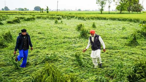 Rain Impact On Wheat