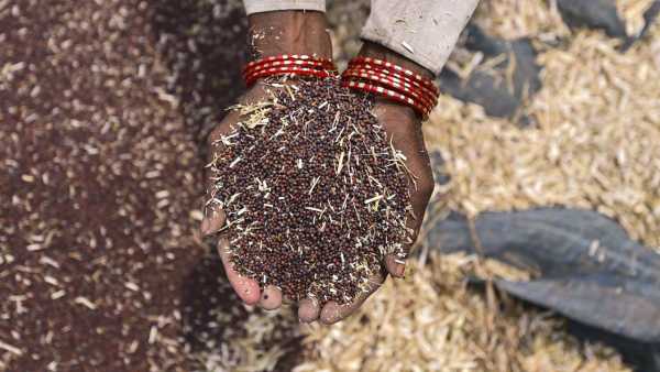 Rain Impact On Mustard Crop