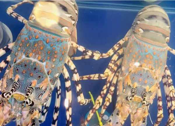 Lobsters seen at a restaurant in HCMC. Photo by Read/Thi Ha