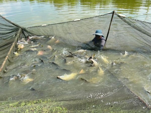 ปลากะพง