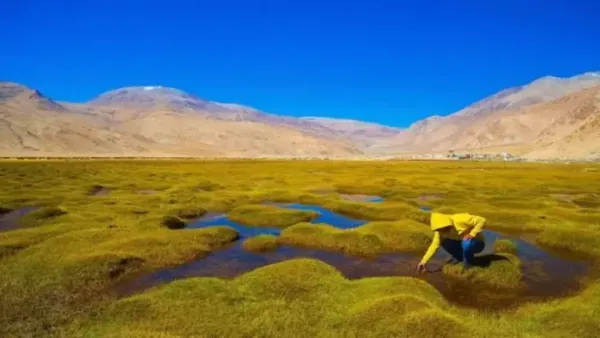 A person in a yellow jacket crouches by water in Puga Valley, Ladakh, surrounded by green mounds and mountains