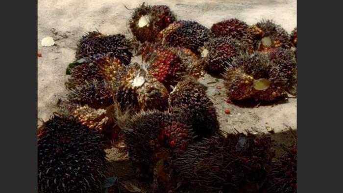 Ilustarsi Tandan buah segar (TBS) kelapa sawit