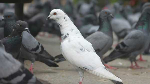 जंगली विरुद्ध पाळीव: जंगली कबूतरांचे आयुष्य साधारणपणे 3 ते 5 वर्षे असते तर मानवी देखरेखीखालील पाळीव कबूतर 10 ते 15 वर्षांपर्यंत जगू शकतात.