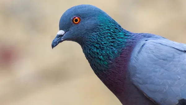 शिकारी प्राण्यांचा धोका: जंगलात कबूतरांना मांजर ससाणा आणि इतर शिकारी प्राण्यांपासून धोका असतो ज्यामुळे त्यांचे सरासरी आयुष्य कमी होते.