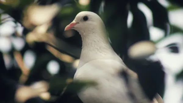 वातावरणातील बदल: कडाक्याची थंडी पाऊस किंवा उष्णता यांसारख्या नैसर्गिक आपत्तींचा थेट परिणाम जंगली कबूतरांवर होतो तर पाळीव पक्षी सुरक्षित निवाऱ्यात राहतात. 