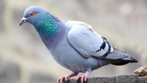 आरोग्य आणि आजार: पाळीव कबूतरांना वेळेवर वैद्यकीय उपचार आणि लसीकरण मिळते जे जंगली कबूतरांच्या बाबतीत शक्य नसते. यामुळे संसर्गजन्य रोगांपासून त्यांचे रक्षण होते.