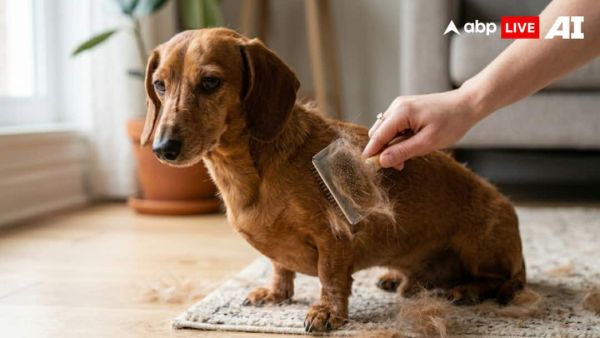 (Image Source: ABPLIVE AI)