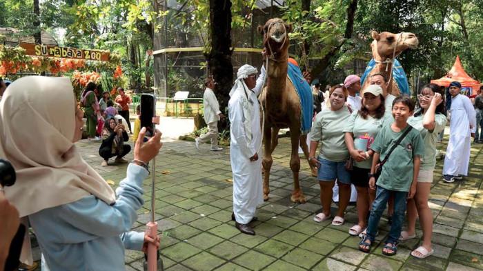 Parade satwa KBS lebaran 2026 onta