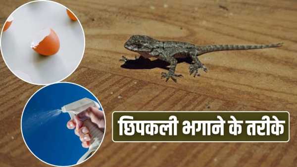 As soon as summer starts, lizards have started troubling you, these methods will help you get rid of it.