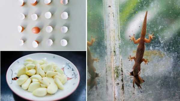 How To Stay Away Lizards From Home Easy Tips