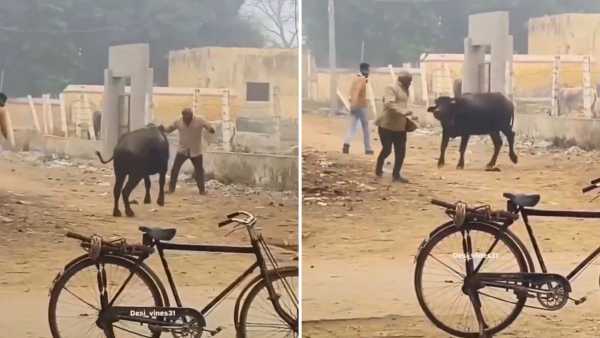 Viral: No 'Yamraj', it turned out to be a true friend! As soon as the old man danced, the buffalo started dancing; watch video